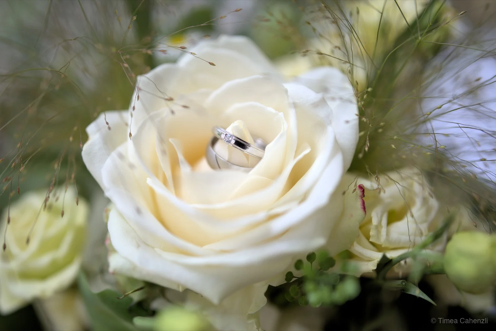 Trauringe in weisser Rose – Detailfotografie Hochzeit Schweiz
