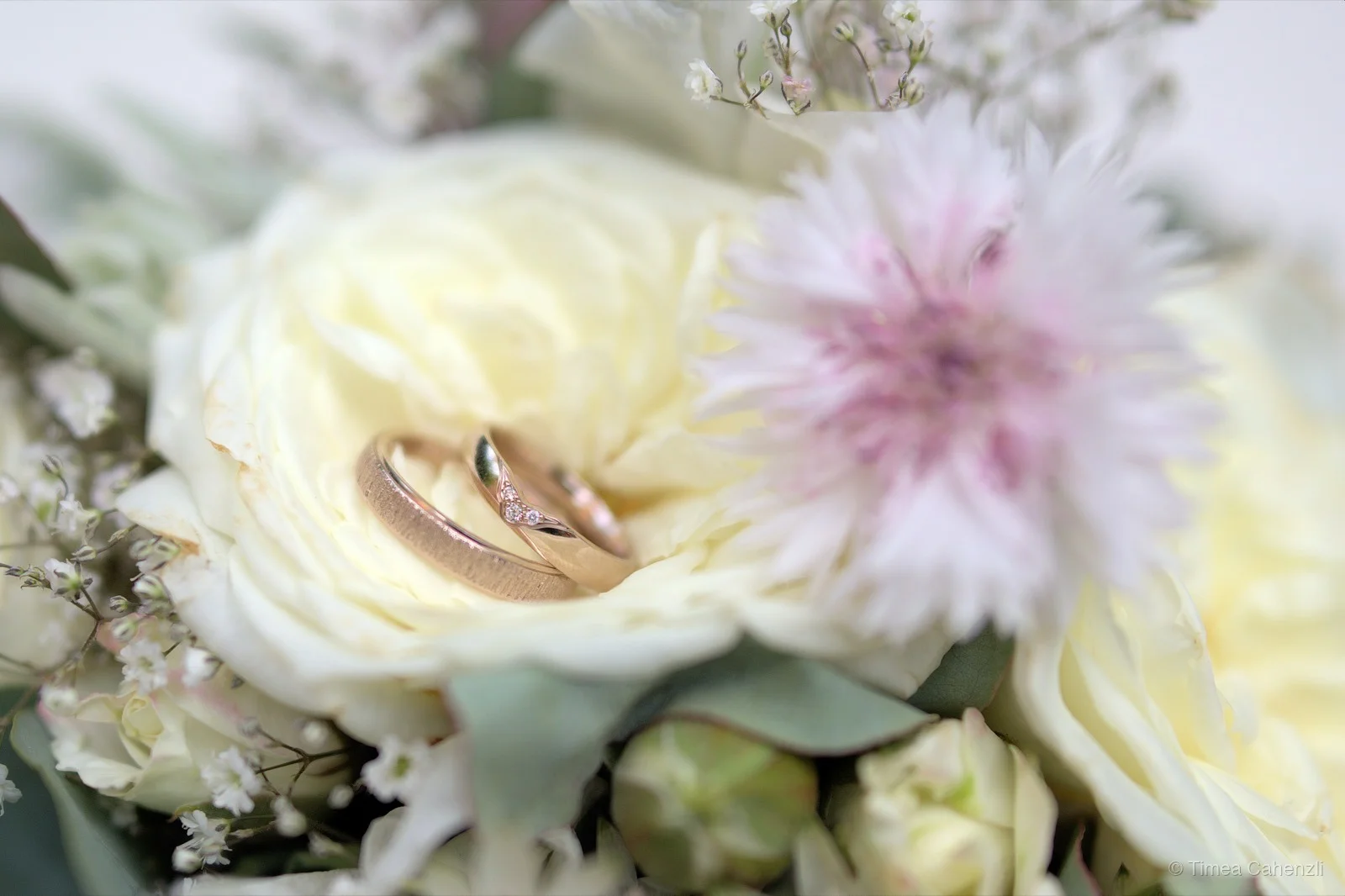 Trauringe in weisser Rose mit rosa Dahlie – Hochzeitsdetails Schweiz